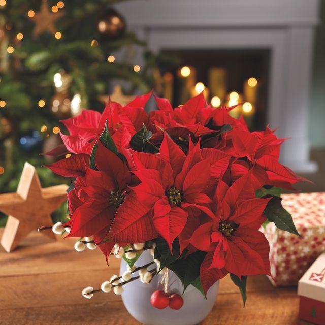 red poinsettias