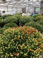FFA Has Mums For Sale!